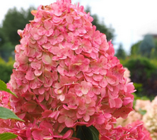 Hortensja bukietowa Queen Romance Hydrangea paniculata 1l