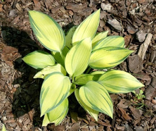 Funkia June Hosta 1l