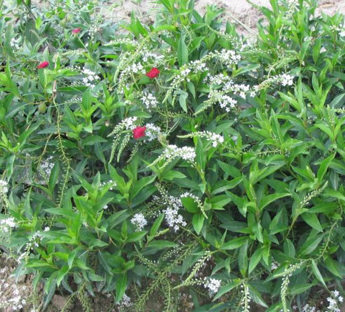 Tojeść Snow Candles Lysimachia Hybrid 9