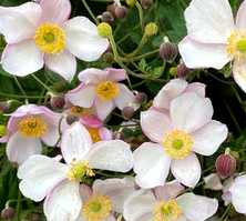 Zawilec pajęczynowaty Robustissima Anemone tomentosa