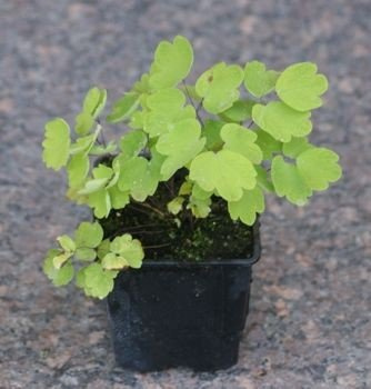 Rutewka Orlikolostna Black Stockings Thalictrum Aqulegiifolium