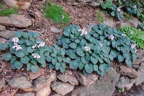 Funkia Sun Mouse Hosta 1l 
