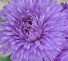 Przymiotno Okazałe Schone Blaue  Erigeron Speciosus 9