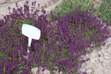Macierzanka wczesna Ruby Glow Thymus Praecox 9