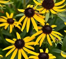 Rudbekia Błyskotliwa Sun Ka Ching Rudbeckia Fulgida