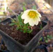 Dębik Sundermanna Dryas Suendermannii 1l
