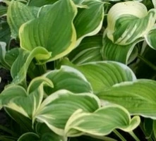 Funkia Fragrant Dream Hosta 1l