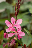 Gaura Flamingo Pink Gaura lindheimeri 1l