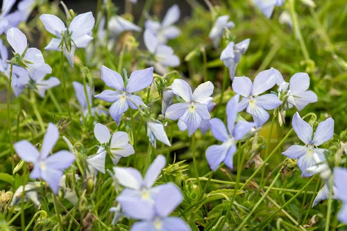 Fiołek rogaty Boughton Blue Viola cornuta
