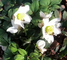Ciemiernik biały Martha Helleborus Niger