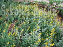 Tojeść Kropkowana Lysimachia Punctata 9