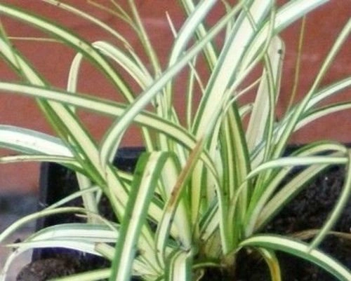 Turzyca Minigold Carex hachijoensis 9