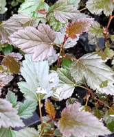 Pęcherznica kalinolistna Red Compact Physocarpus opulifolius