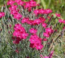 Goździk siny Czerwony Dianthus gratianopolitanus 9