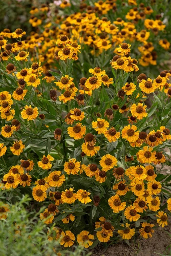Dzielżan Carmen Helenium hybridum