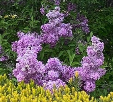 Lilak Meyera Palibin Syringa Meyeri 2l