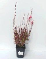 Gaura Tutti Frutti Gaura lindheimeri