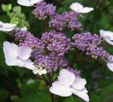 Hortensja Piłkowana Intermedia Hydrangea Serrata 1l