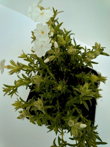 Floks szydlasty Maischnee Phlox subulata 9