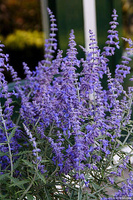 Perowskia Łobodolistna Lacey Blue Perovskia Atriplicifolia 9