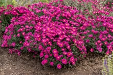 Aster nowobelgijski Neron Aster novi- belgii