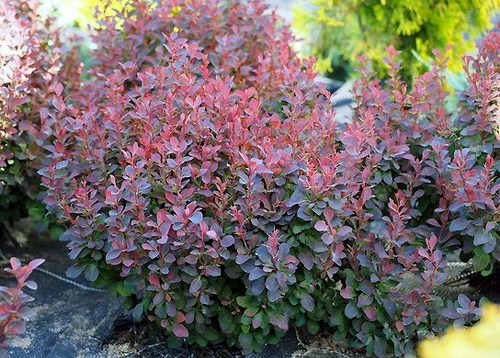Berberys Thunberga Paola Berberis Thunbergii 1l