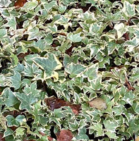 Bluszcz pospolity Yellow Ripple Hedera helix 1l