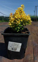 Berberys Thunberga Goldalita Berberis Thunbergii 1l