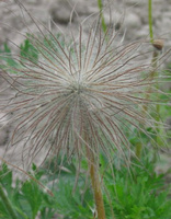 Sasanka Alba Anemone Pulsatilla