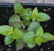 Pysznogłówka Purple Lace Monarda didyma