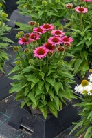 Jeżówka SunMagic Vintage Pink Echinacea