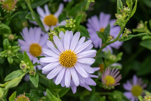 Aster letni Kalimeris wciętolistna 'Blue Star Kalimeris incisa