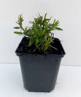 Aster Wood's Pink Aster hybrida 1l 