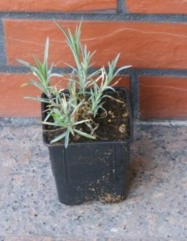 Goździk pierzasty Ine Dianthus plumarius 9