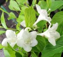 Krzewuszka cudowna Heroine Weigela florida 1l