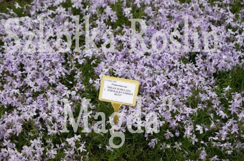 Floks Szydlasty Emerald Cushion Blue  Phlox subulata 9