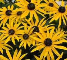 Rudbekia Błyskotliwa Forever Gold Rudbeckia Fulgida