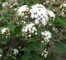 Sadziec purpurowy Chocolate Eupatorium purpureum 9