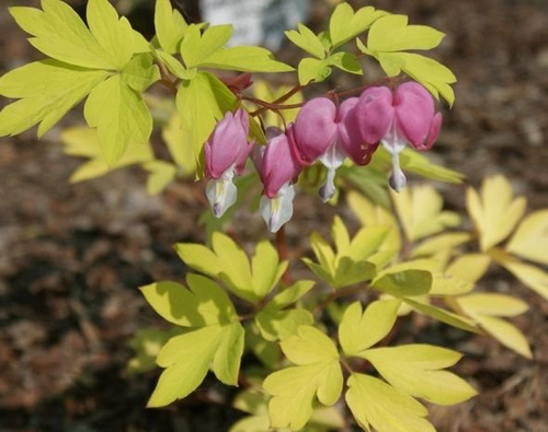 Serduszka okazała Gold Heart Dicentra Spectabilis 9-1l