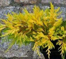 Jałowiec pośredni Golden Saucer Juniperus ×pfitzeriana 