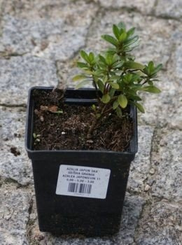 Azalia japońska Geisha Orange Azalea japonicum 11