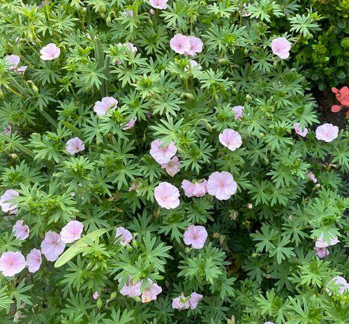 Bodziszek czerwony paskowany Geranium sanguineum var. striatum