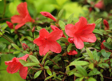 Azalia japońska Alexander Azalea japonicum 11