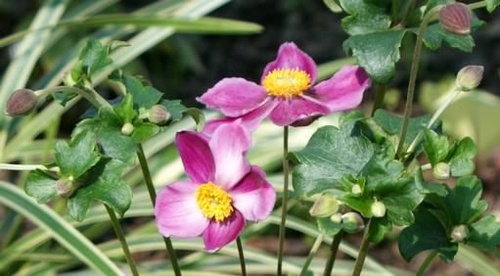 Zawilec Japoński Splendens Anemone Hupehensis 9