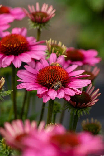 Jeżówka SunMagic Vintage Pink Echinacea