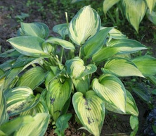 Funkia June Hosta 1l