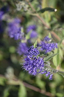 Barbula Sterling Silver Caryopteris Clandonensis 1l