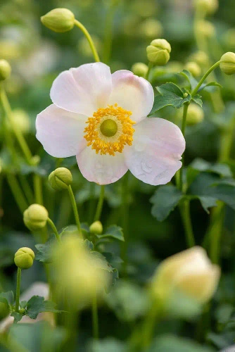 Zawilec Pretty Lady Maria Anemone Hybrida 9