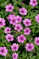Bodziszek Elworthy Eyecatcher Geranium hybrida