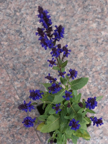 Szałwia omszona Night Field Salvia nemorosa